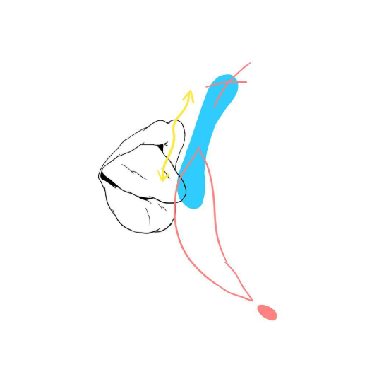 anus au vestibule